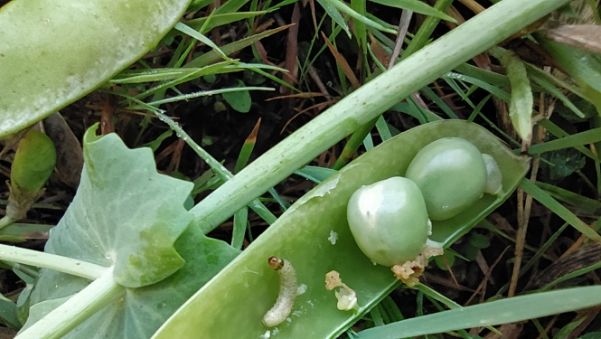 BRĪDINĀJUMS - zirņu sējumos sāk izlidot zirņu tinēju tauriņi un izplatās slimības