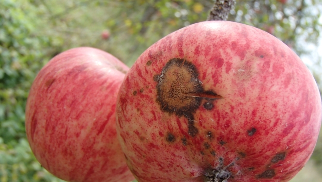 Ābeļu kraupis uz ābola