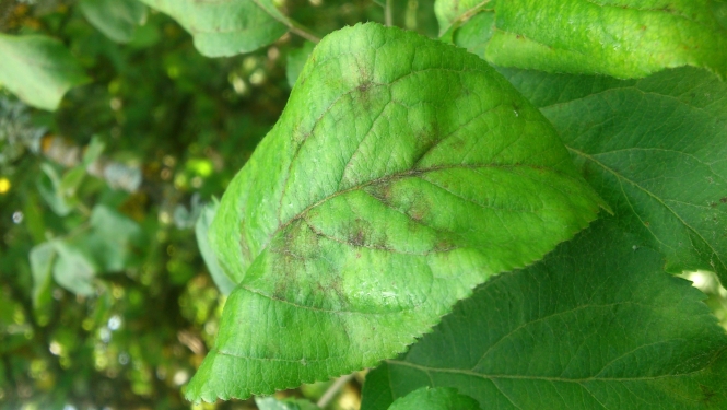 Ābeļu kraupis uz lapas