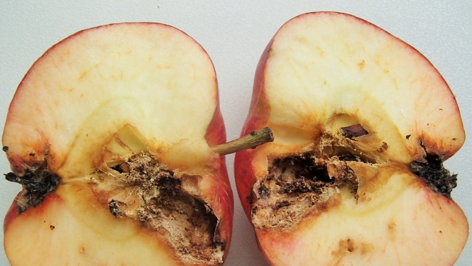 Ābolu tinēja kāpura bojājums