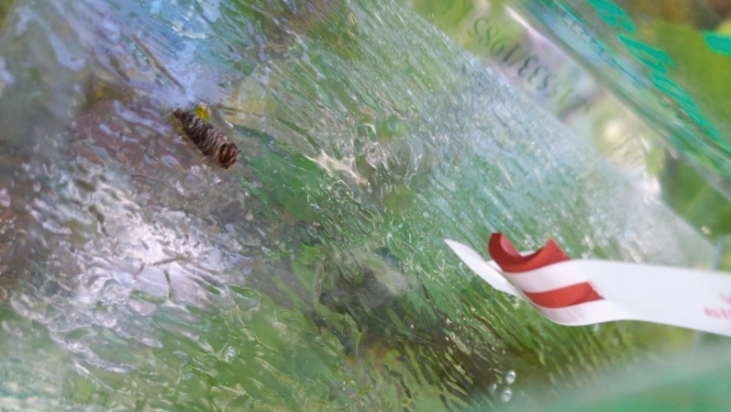 Āboju tinēja tauriņš feromonu slazdā