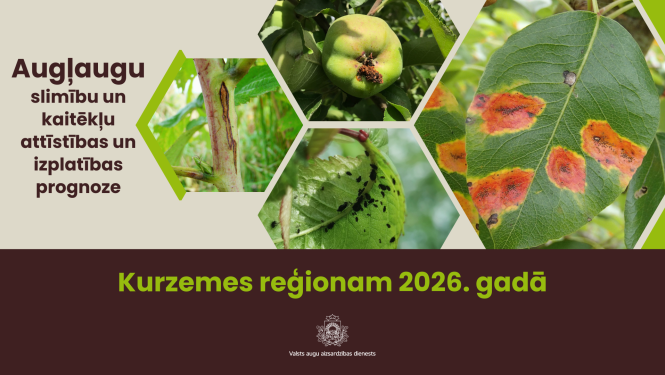 Augļaugu slimību un kaitēkļu attīstības un izplatības prognoze 2026. gadam Kurzemes reģionam