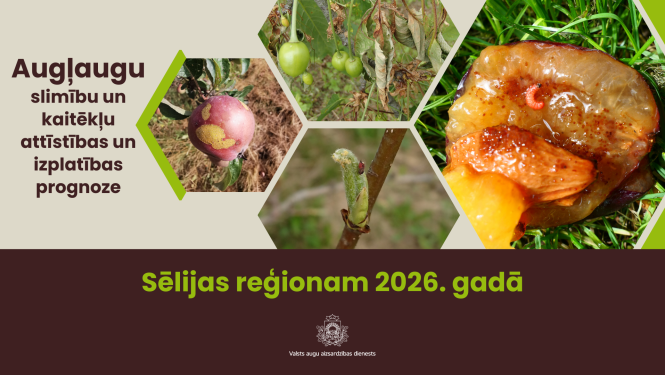 Augļaugu slimību un kaitēkļu attīstības un izplatības prognoze 2026. gadam Sēlijas reģionam