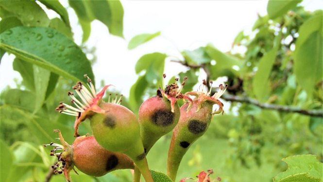 Bumbieru kraupja pazīmes uz augļiem