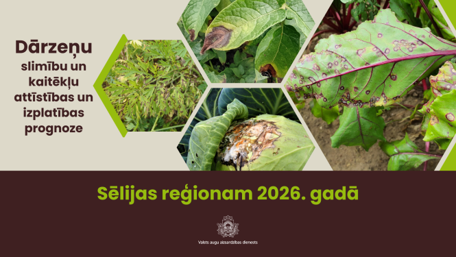 Dārzeņu slimību un kaitēkļu attīstības un izplatības prognoze 2026. gadam Sēlijas reģionam