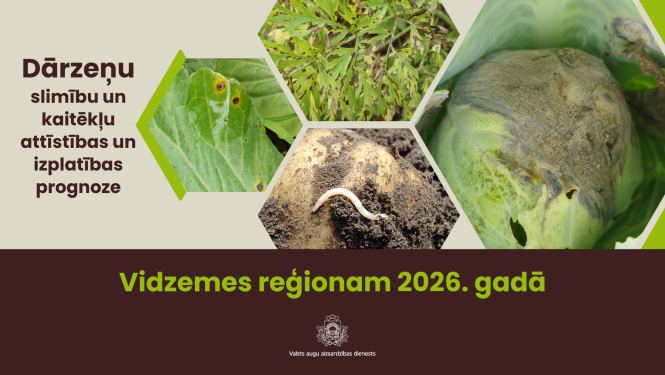Dārzeņu slimību un kaitēkļu attīstības un izplatības prognoze 2025. gadam Vidzemes reģionam