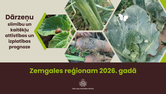 Dārzeņu slimību un kaitēkļu attīstības un izplatības prognoze 2026. gadam Zemgales reģionam