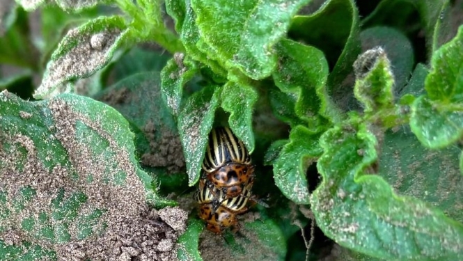 Kartupeļu lapgrauža vaboles