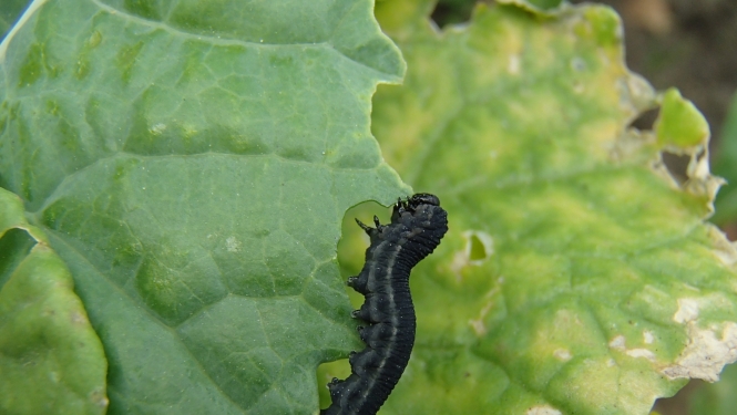 Krustziežu zāģlapsenes kāpurs