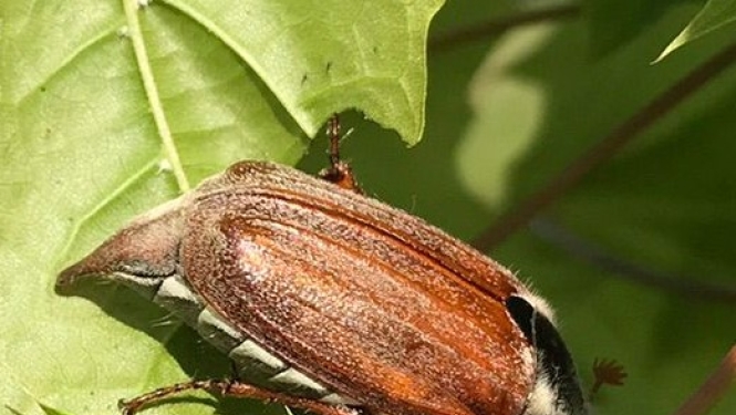 Maijvabole uz kļavas