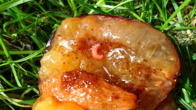 Plūmju tinēja kāpurs