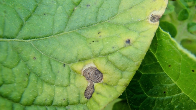 Kartupeļu lapu sausplankumainības pirmās pazīmes