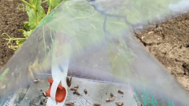 Zirņu tinēju tauriņi feromonu slazdā