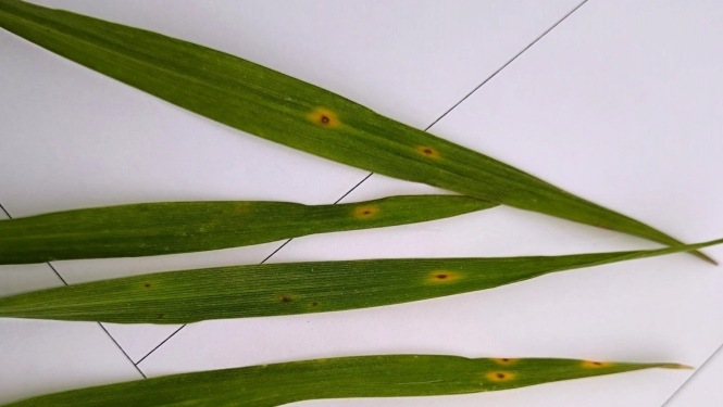 BRĪDINĀJUMS – ziemas kviešu sējumos konstatēta kviešu lapu dzeltenplankumainība un pelēkplankumainība