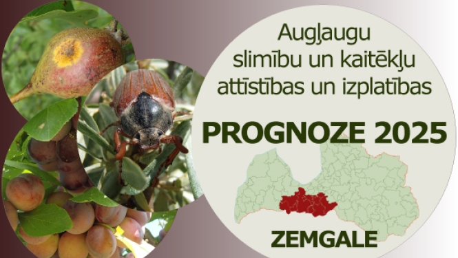Augļaugu slimību un kaitēkļu attīstības un izplatības prognoze 2025. gadam Zemgales reģionam