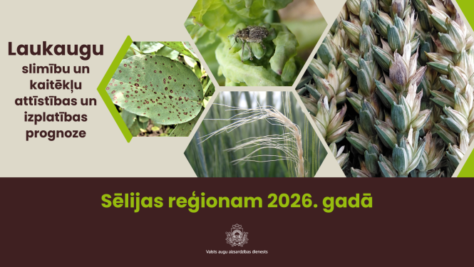 Laukaugu slimību un kaitēkļu attīstības un izplatības prognoze Sēlijas reģionam 2026. gadam