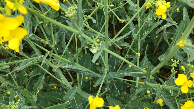 BRĪDINĀJUMS – tiek prognozēti ļoti labvēlīgi laikapstākļi baltās puves attīstībai ziemas rapša sējumos