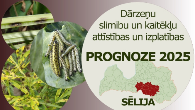 Dārzeņu slimību un kaitēkļu attīstības un izplatības prognoze 2025. gadam Sēlijas reģionam