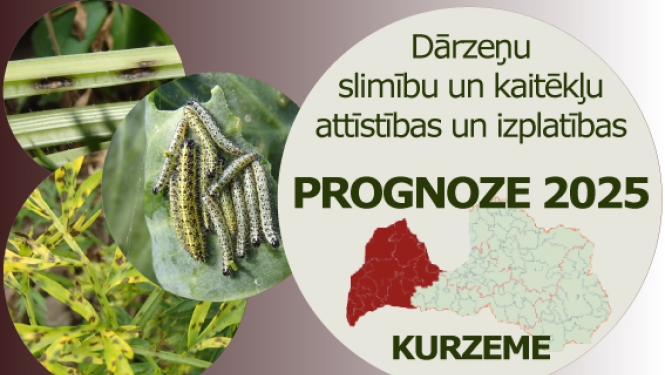 Dārzeņu slimību un kaitēkļu attīstības un izplatības prognoze 2025. gadam Kurzemes reģionam