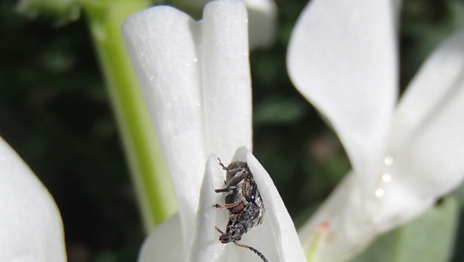 BRĪDINĀJUMS – lauka pupu sējumos izplatās pupu sēklgrauzis un slimības