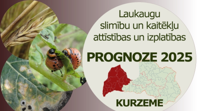 Laukaugu slimību un kaitēkļu attīstības un izplatības prognoze Kurzemes reģionam 2025. gadam