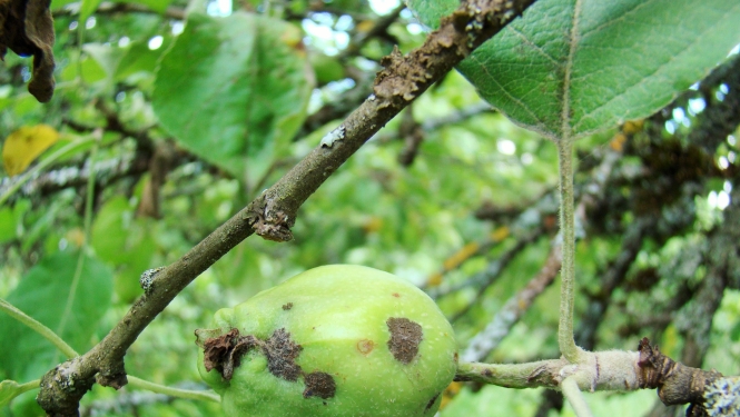 BRĪDINĀJUMS – Zemgalē un Latgalē tiek prognozēts vidējs līdz augsts ābeļu kraupja infekcijas risks sākot no 1.maija