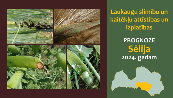 Laukaugu slimību un kaitēkļu attīstības un izplatības prognoze Sēlijas reģionam 2024. gadam