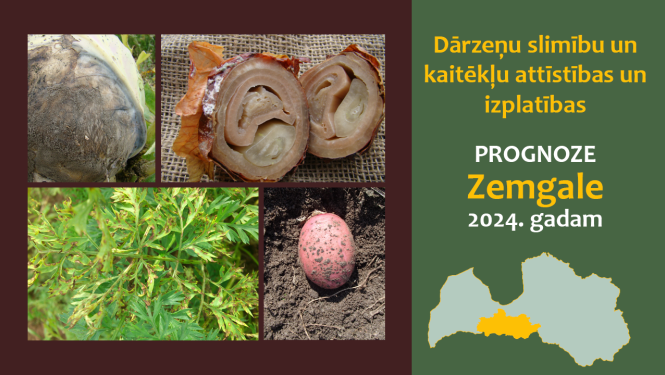 Dārzeņu slimību un kaitēkļu attīstības, un izplatības prognoze 2024. gadam Zemgales reģionam