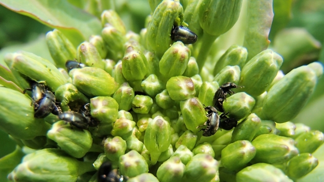 FOTO: Krustziežu spīduļi uz ziedkopas