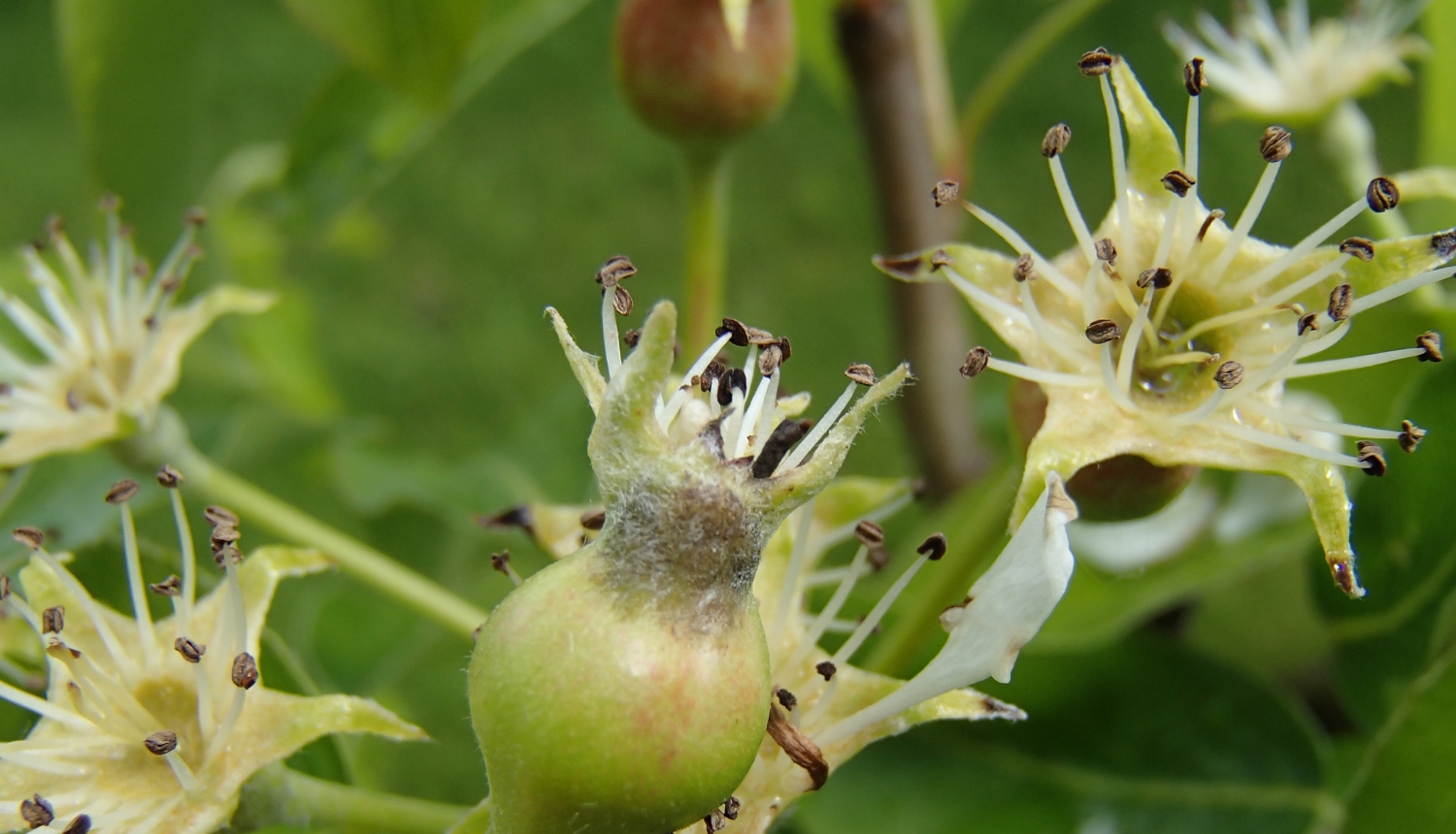 BRĪDINĀJUMS – izplatās bumbieru slimības un kaitēkļi