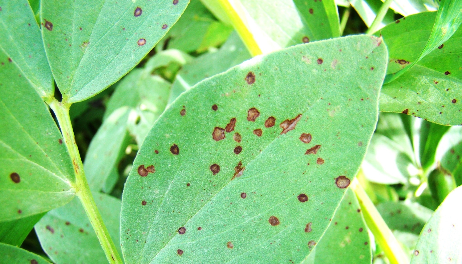 BRĪDINĀJUMS – lauka pupu sējumos izplatās pupu brūnplankumainība