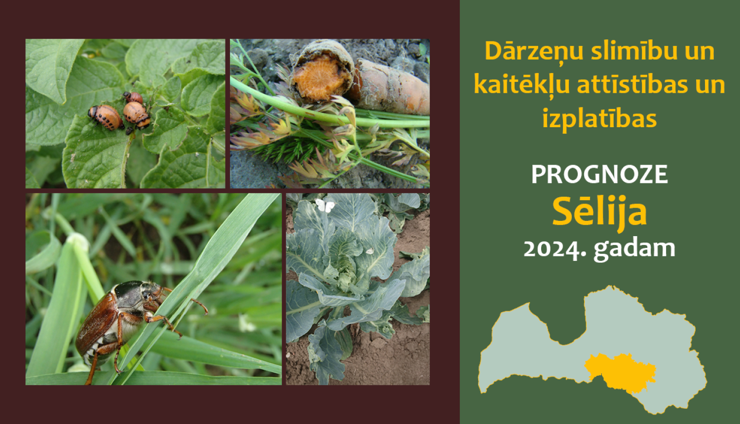Dārzeņu slimību un kaitēkļu attīstības un izplatības prognoze 2024. gadam Sēlijas reģionam