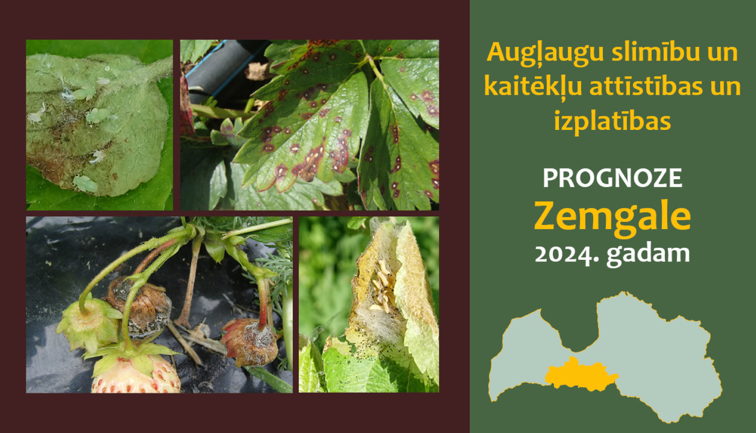 Augļaugu slimību un kaitēkļu attīstības un izplatības prognoze Zemgales reģionam 2024. gadam