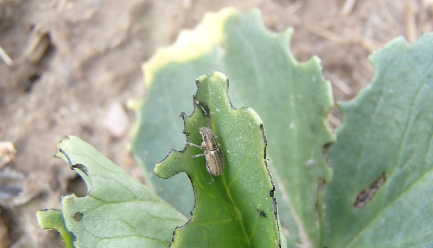 Tauriņziežu smecernieks un bojājums