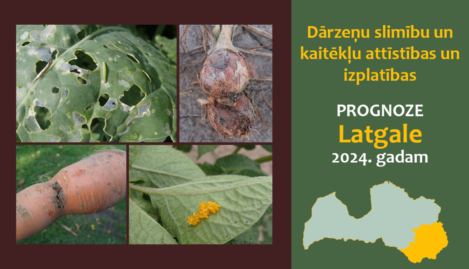 Dārzeņu slimību un kaitēkļu attīstības, un izplatības prognoze Latgales reģionam 2024. gadam