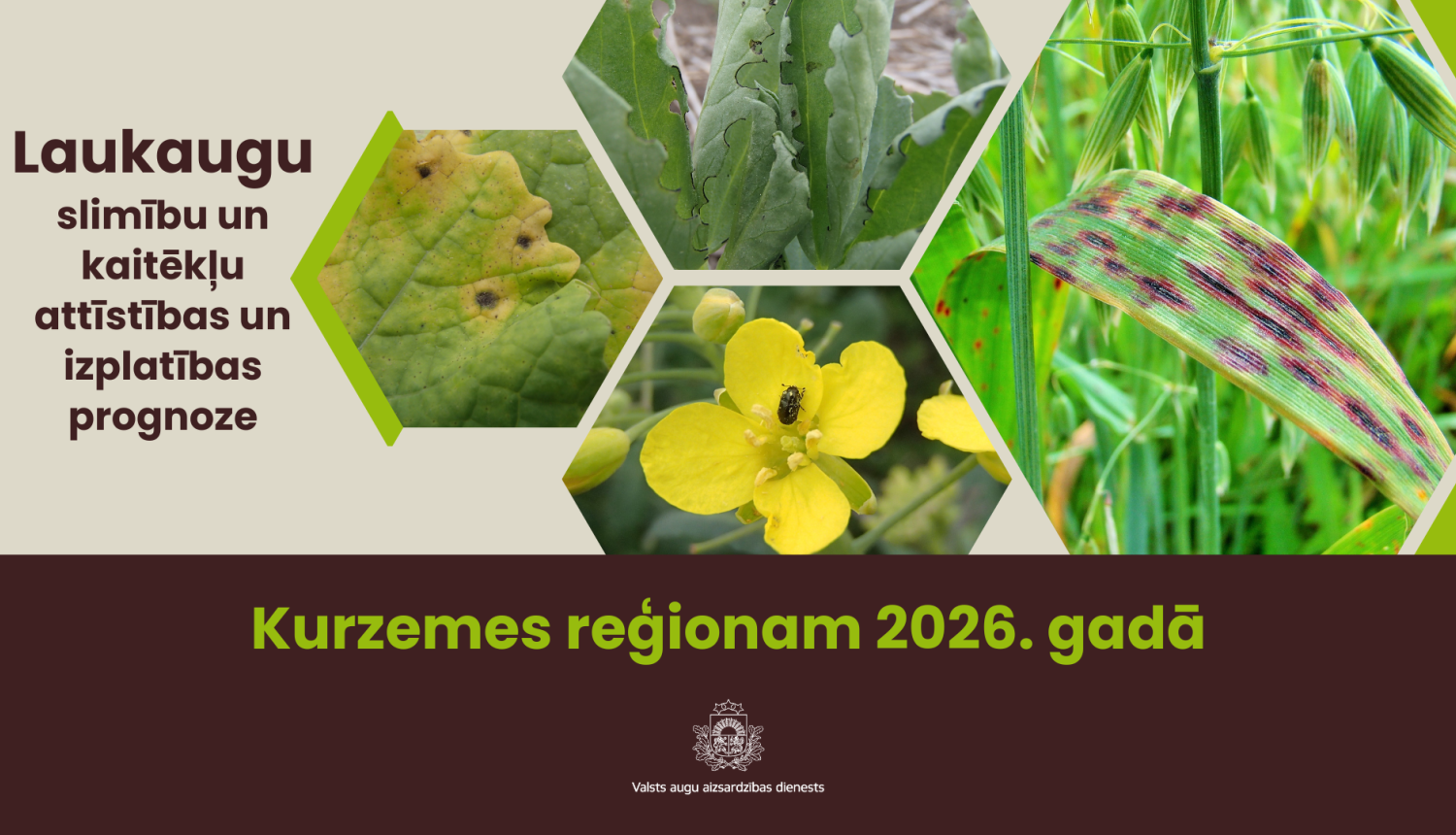 Laukaugu slimību un kaitēkļu attīstības un izplatības prognoze Kurzemes reģionam 2026. gadam