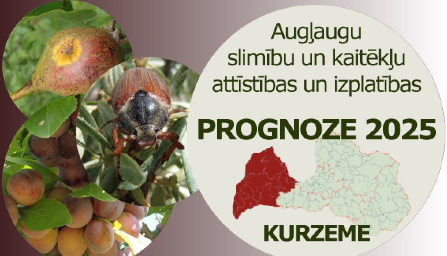 Augļaugu slimību un kaitēkļu attīstības un izplatības prognoze 2025. gadam Kurzemes reģionam