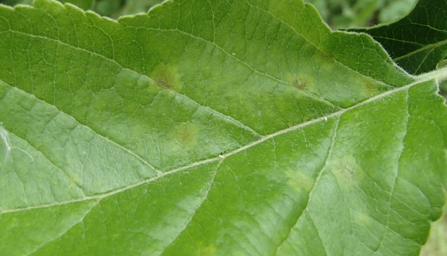 BRĪDINĀJUMS – tiek prognozēts vidējs līdz ļoti augsts ābeļu kraupja infekcijas risks un sāk izlidot ābolu tinēja tauriņi