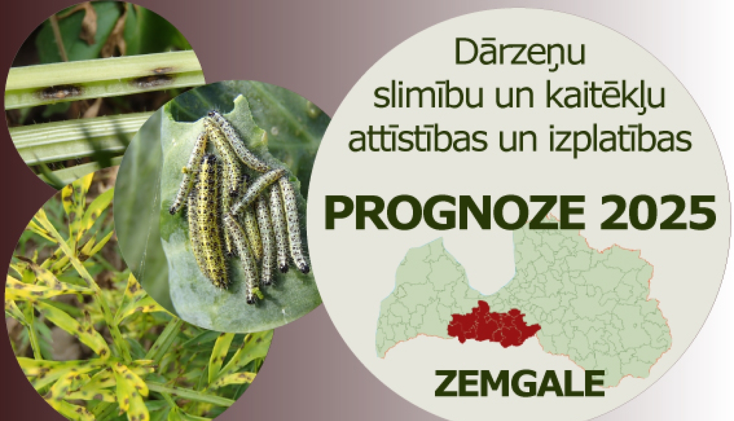 Dārzeņu slimību un kaitēkļu attīstības un izplatības prognoze 2025. gadam Zemgales reģionam