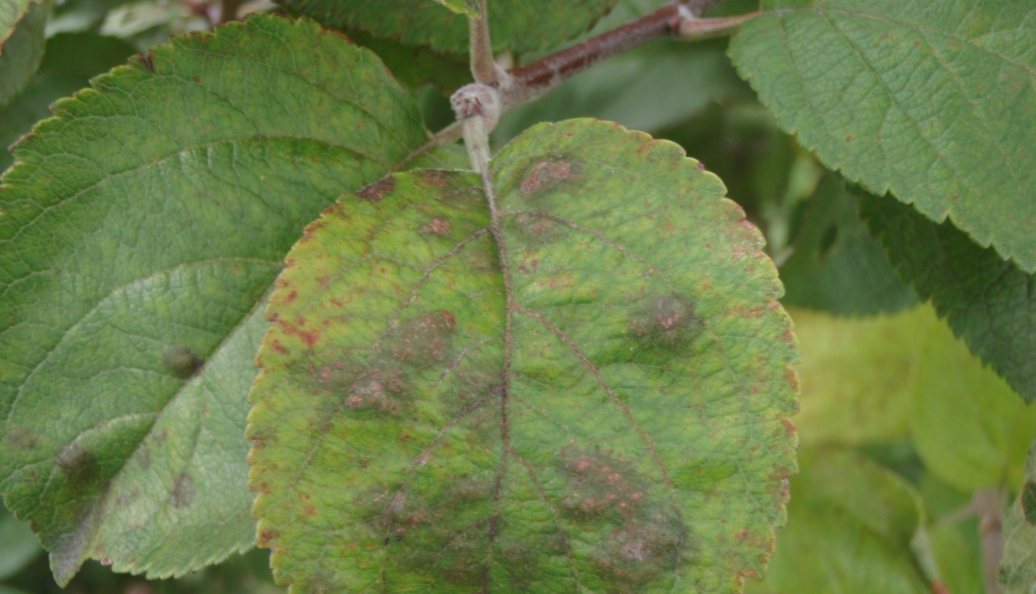 Ābeļu kraupis uz lapas