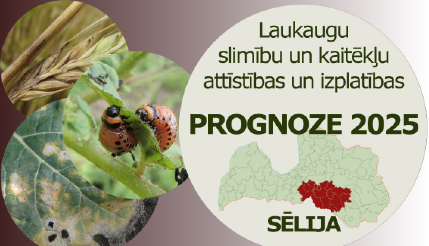 Laukaugu slimību un kaitēkļu attīstības un izplatības prognoze Sēlijas reģionam 2025 gadam