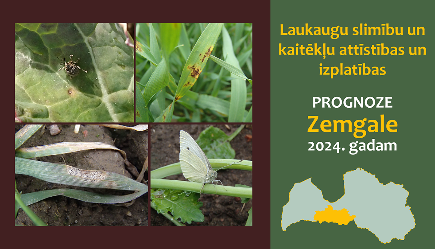 Laukaugu slimību un kaitēkļu attīstības un izplatības prognoze Zemgales reģionam 2024. gadam