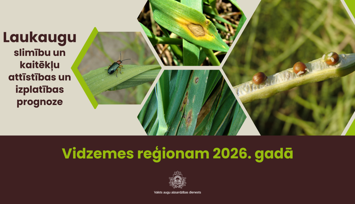 Laukaugu slimību un kaitēkļu attīstības un izplatības prognoze Vidzemes reģionam 2026. gadam