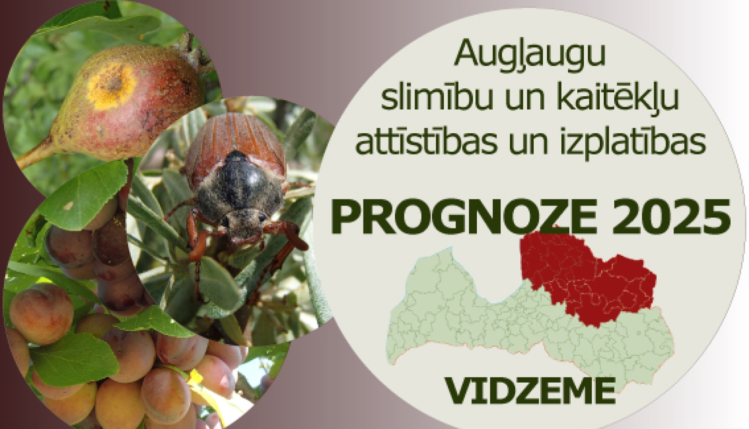 Augļaugu slimību un kaitēkļu attīstības un izplatības prognoze 2025. gadam Vidzemes reģionam