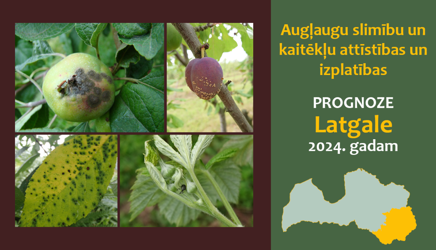Augļaugu slimību un kaitēkļu attīstības un izplatības prognoze 2024. gadam Latgales reģionam