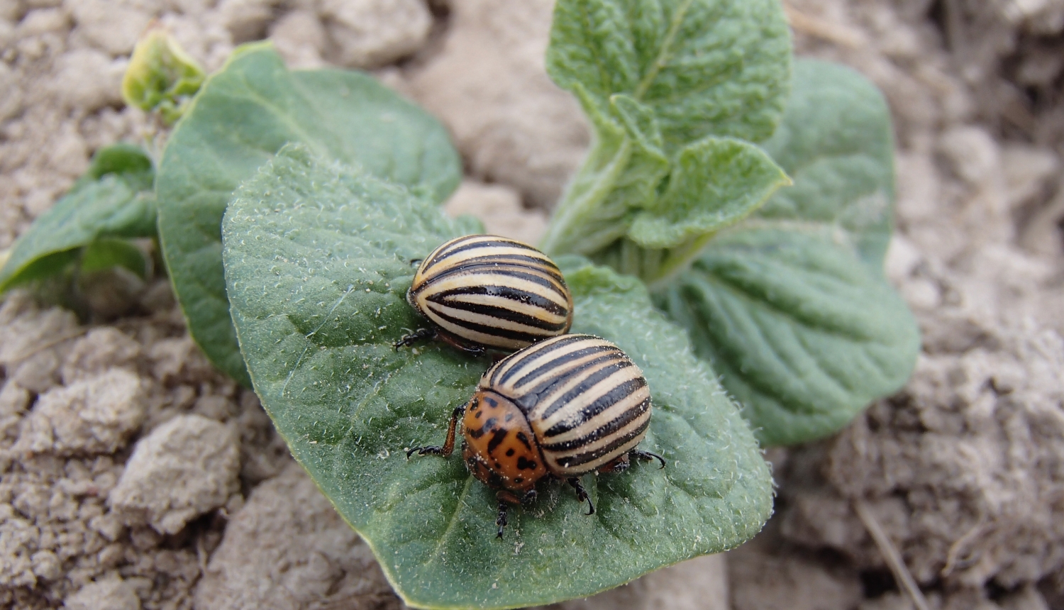 BRĪDINĀJUMS – Sēlijā izplatās kartupeļu lapgrauži