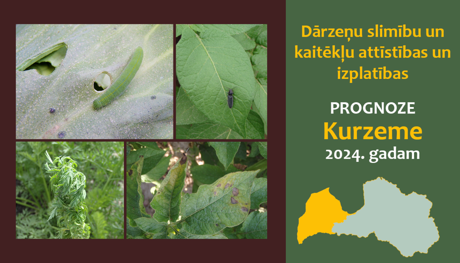 Dārzeņu slimību un kaitēkļu attīstības un izplatības prognoze 2024. gadam Kurzemes reģionam