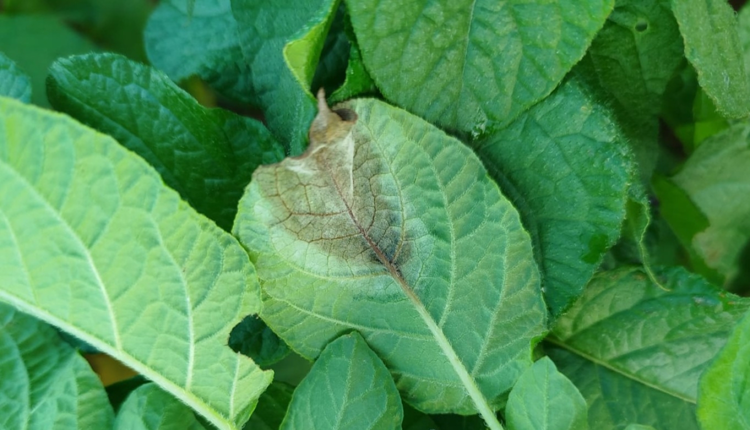 BRĪDINĀJUMS – Sēlijā izplatās kartupeļu lakstu puve