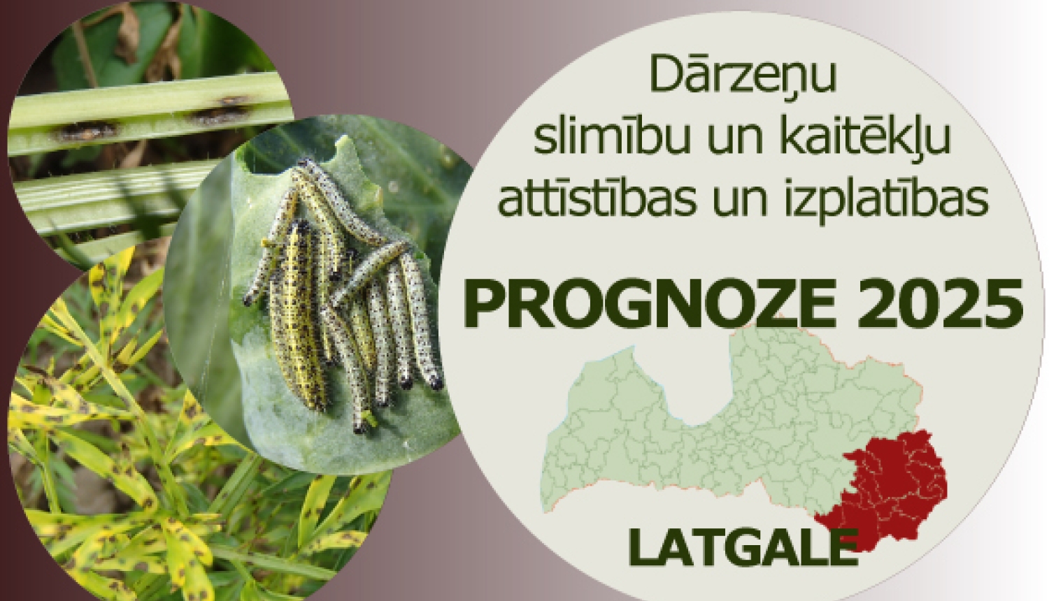 Dārzeņu slimību un kaitēkļu attīstības un izplatības prognoze 2025. gadam Latgales reģionam