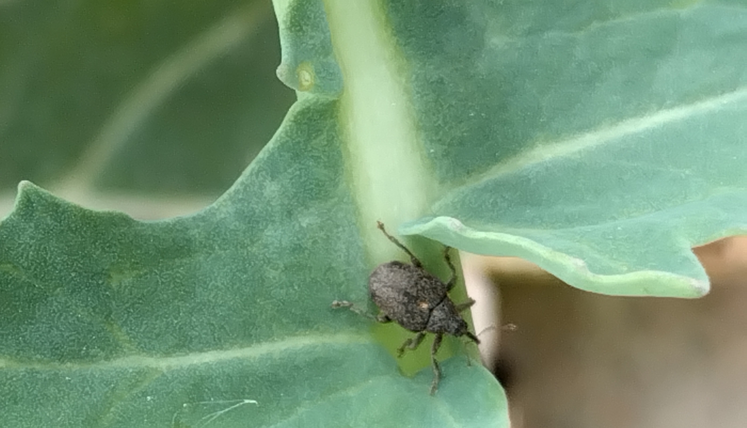 BRĪDINĀJUMS – Zemgalē un Kurzemē ir novēroti krustziežu stublāju smecernieki